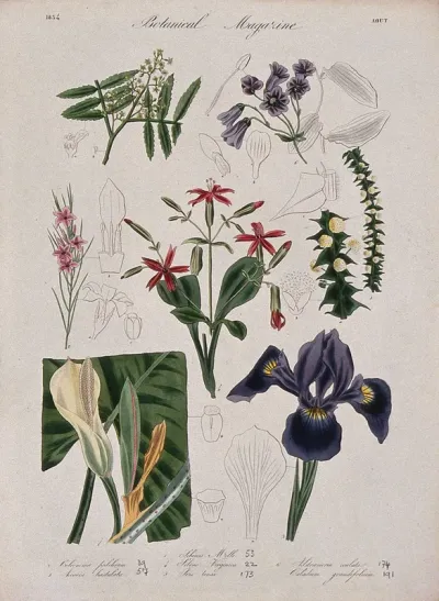 Seven garden plants, including an iris: flowering stems and floral segments