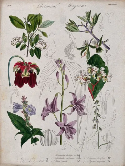 Seven garden plants, including an orchid and a begonia: flowering stems and floral segments