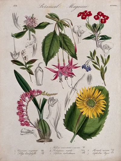 Seven garden plants, including an orchid and a fuchsia: flowering stems and floral segments
