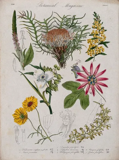 Seven garden plants, including an orchid and a passion flower: flowering stems and floral segments