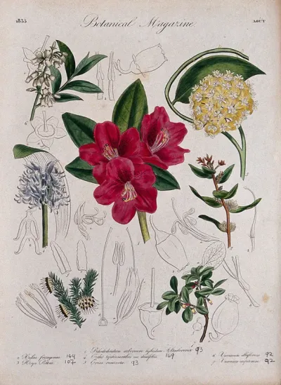 Seven garden plants, including an orchid and a rhododendron: flowering stems and floral segments