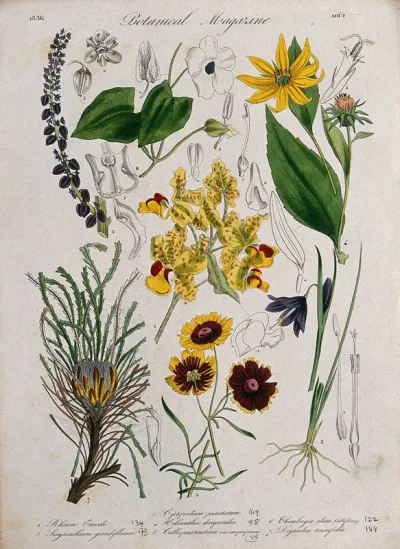 Seven garden plants, including an orchid and a sunflower: flowering stems and floral segments