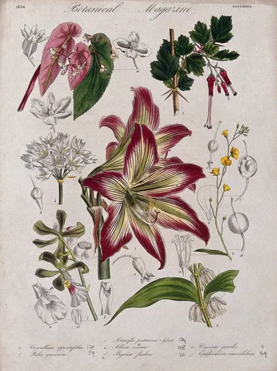 Seven garden plants, including an orchid and an amaryllis: flowering stems and floral segments