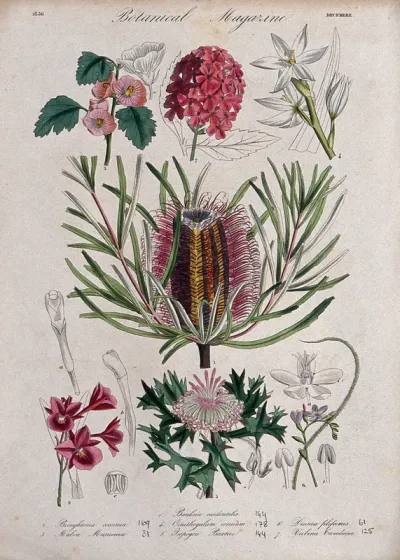 Seven garden plants, including an orchid and an Australian honeysuckle: flowering stems and floral segments