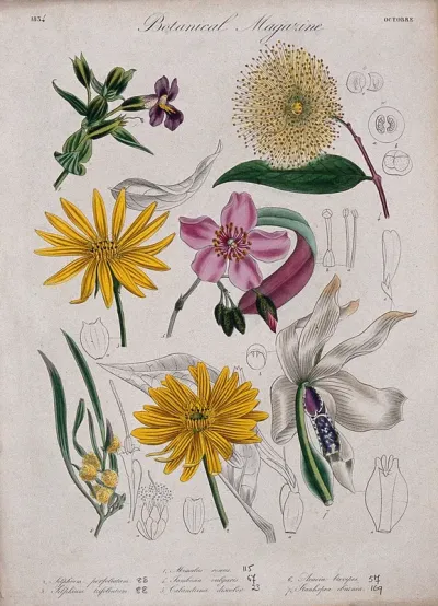 Seven garden plants, including an orchid: flowering stems and floral segments