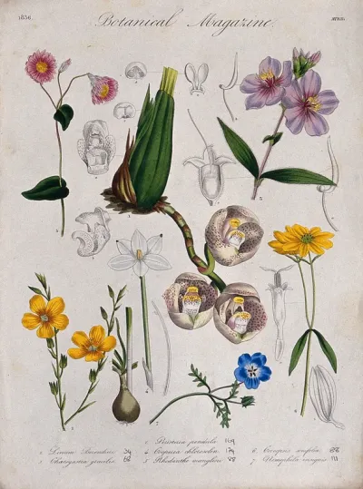 Seven garden plants, including an orchid (Peristeria pendula): flowering stems and floral segments