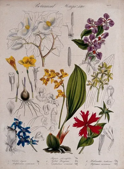 Seven garden plants, including two orchids and a begonia: flowering stems and floral segments