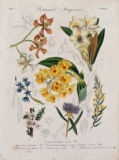Seven garden plants, including two orchids and a rhododendron: flowering stems and floral segments