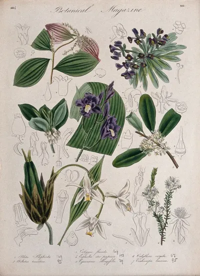 Seven garden plants, including two orchids: flowering stems and floral segments