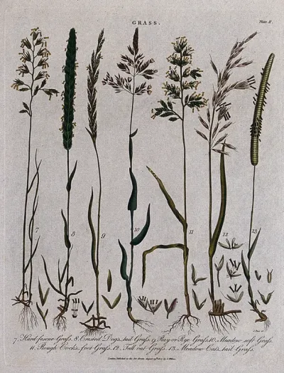 Seven grasses including fescues (Festuca species), dog's tail grass (Cynosurus cristatus), meadow grasses (Poa species) and ryegrass (Lolium species)