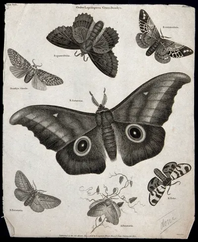 Seven insects of the order Lepidoptera, with four scale-covered wings, including butterflies and moths