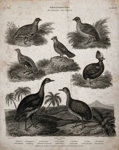 Seven landbirds of the order Gallinae shown in their natural habitat