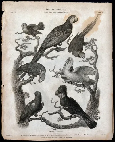 Seven parrots of the order Psittaciformes