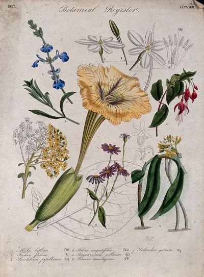 Seven plants, including a chalice vine and fuchsia: flowering stems