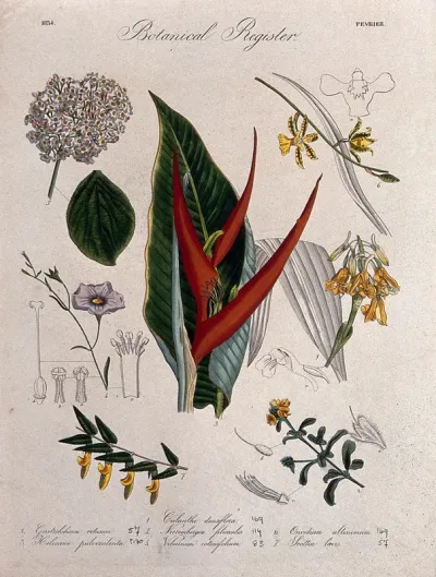 Seven plants, including a lobster-claw flower and two orchids: flowering stems