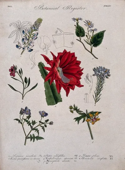 Seven plants, including a lupin and an aster: flowering stems
