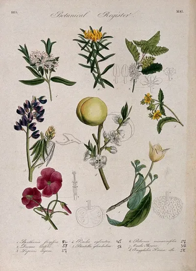 Seven plants, including a lupin and peach: flowering stems
