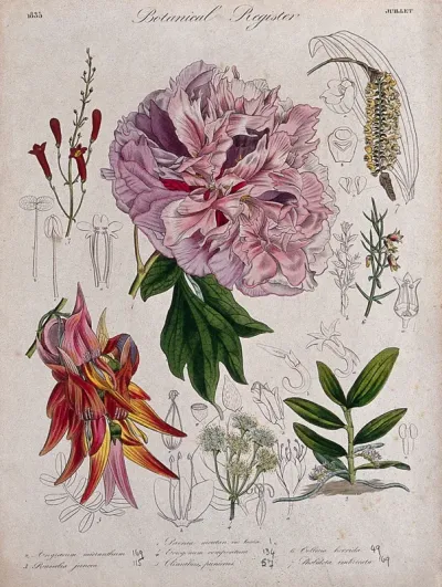 Seven plants, including a paeony, a glory pea and two orchids: flowering stems