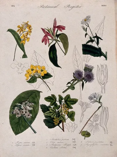 Seven plants, including a pear, an aster and two orchids: flowering stems