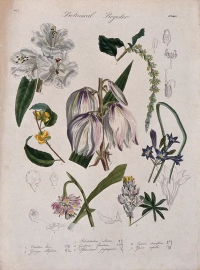 Seven plants, including a rhododendron and a yucca: flowering stems