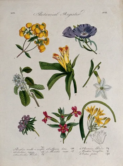 Seven plants, including a slipper flower: flowering stems