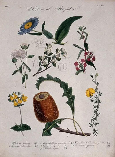 Seven plants, including an Australian honeysuckle: flowering stems