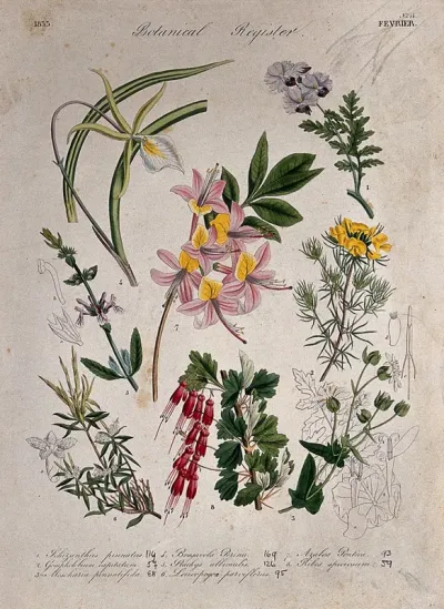 Seven plants, including an azalea and an orchid: flowering stems