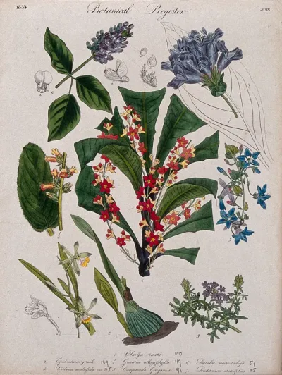Seven plants, including an orchid, a campanula and a penstemon: flowering stems