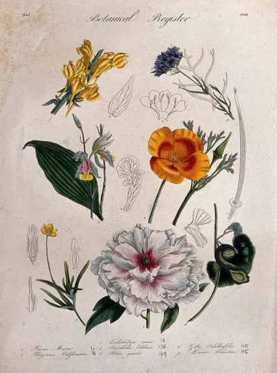Seven plants, including an orchid, a paeony and a toadflax: flowering stems