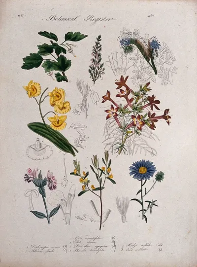 Seven plants, including an orchid and a currant: flowering stems