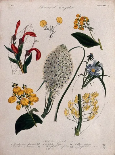 Seven plants, including an orchid and a two slipper flowers: flowering stems