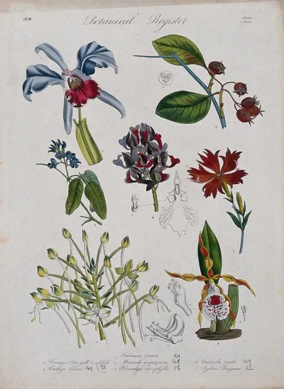 Seven plants, including four orchids and a campion: flowering stems