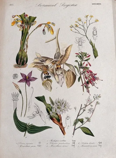 Seven plants, including four orchids and a fuchsia: flowering stems