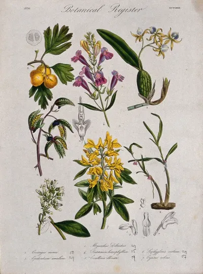 Seven plants, including three orchids and a broom: flowering stems