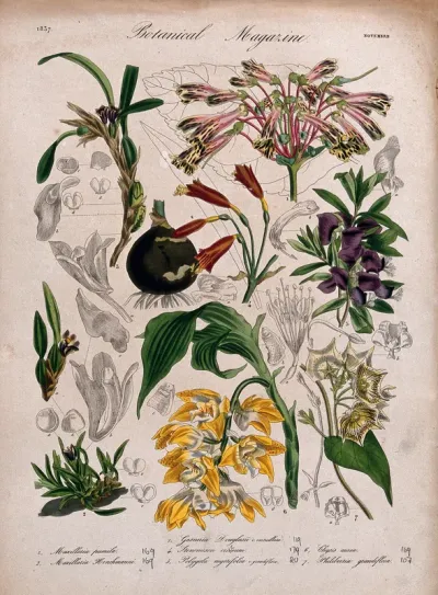 Seven plants, including three orchids and a gesneria: flowering stems and floral segments