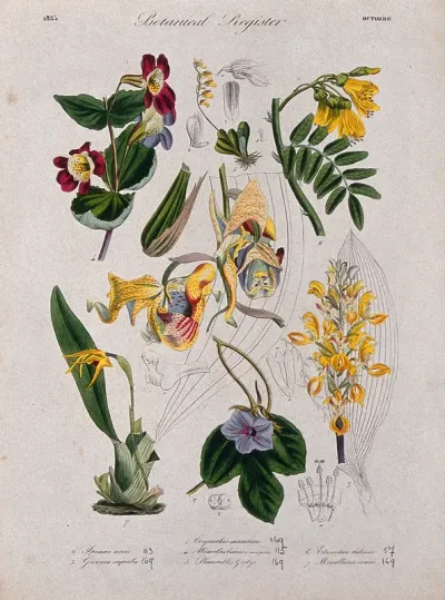 Seven plants, including three orchids and a monkey flower: flowering stems