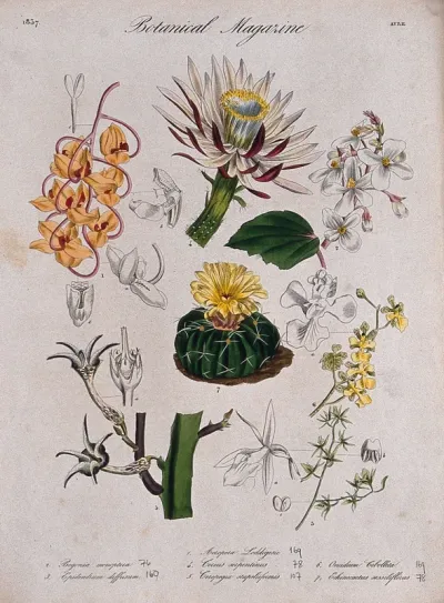 Seven plants, including three orchids and two cacti: flowering stems and floral segments