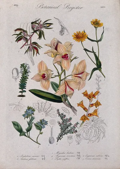 Seven plants, including three orchids: flowering stems