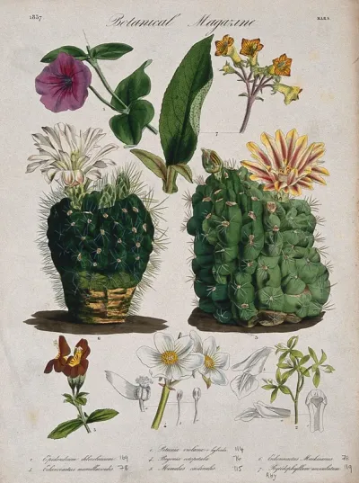 Seven plants, including two cacti (Echinocactus species): flowering stems and floral segments