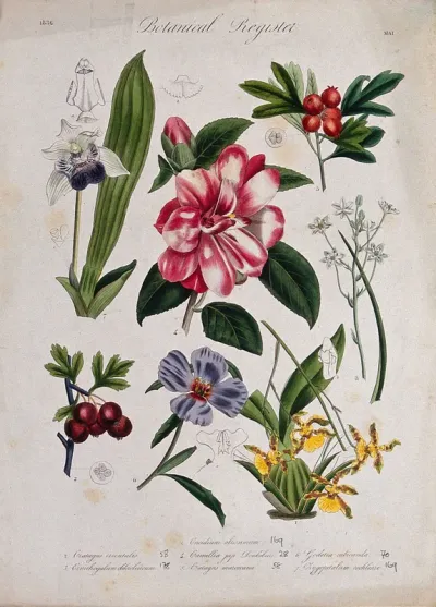 Seven plants, including two orchids, a camellia and two hawthorns: flowering stems