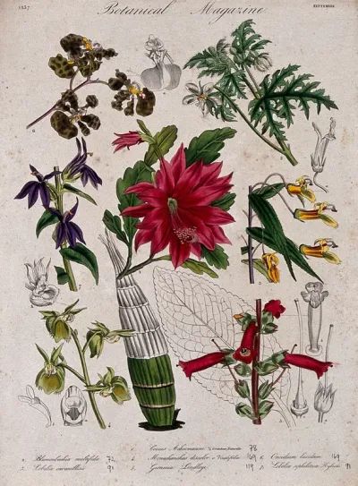 Seven plants, including two orchids and a cactus: flowering stems and floral segments