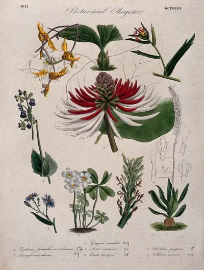 Seven plants, including two orchids and a coral tree: flowering stems