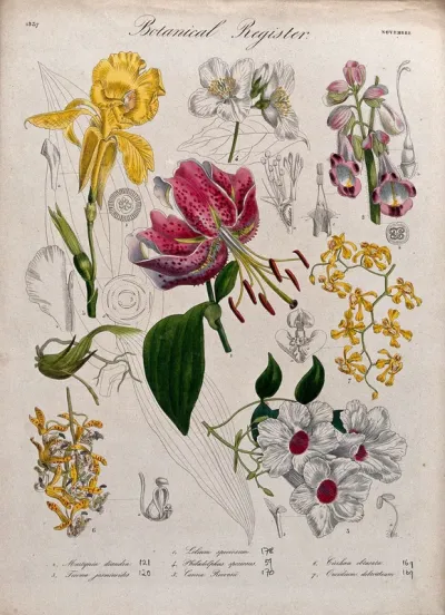 Seven plants, including two orchids and a lily: flowering stems