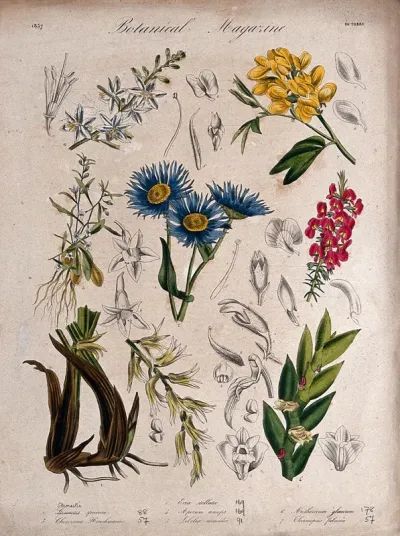 Seven plants, including two orchids and a lobelia: flowering stems and floral segments