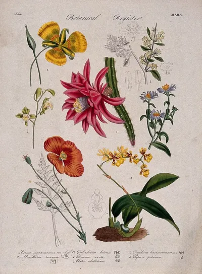 Seven plants, including two orchids and a poppy: flowering stems