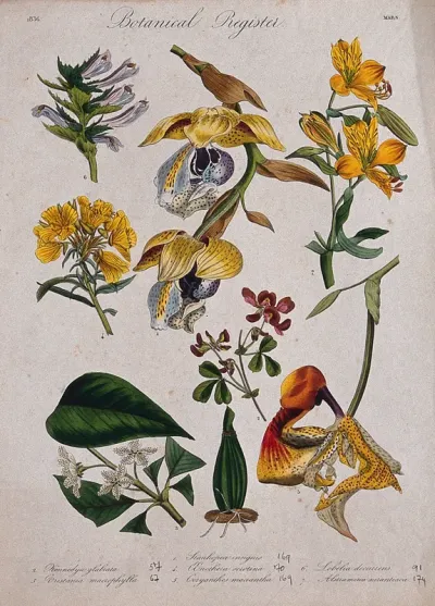 Seven plants, including two orchids and an alstroemeria: flowering stems