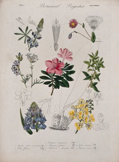 Seven plants, including two orchids and an azalea: flowering stems