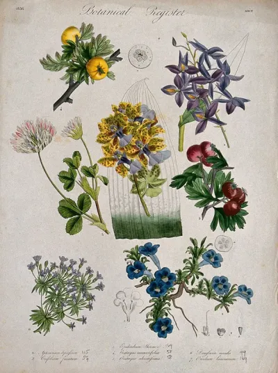 Seven plants, including two orchids and two hawthorns: flowering stems