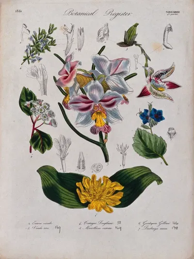 Seven plants, including two orchids: flowering stems