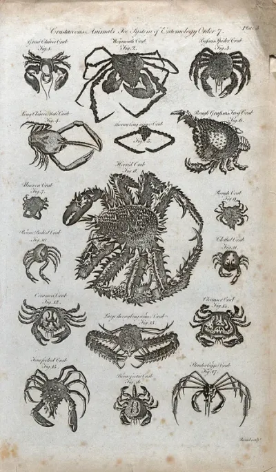 Seventeen crustaceans, including the Commmon crab, the Cleanser crab and the Rough crab